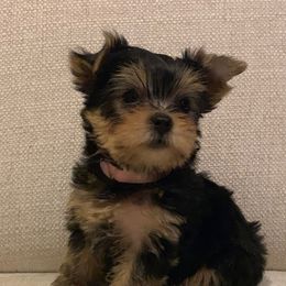 Biewer Terrier and Yorkshire Terrier Puppies from Niczarbiewers