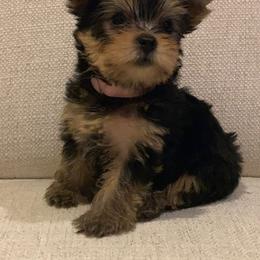 Biewer Terrier and Yorkshire Terrier Puppies from Niczarbiewers