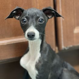 Girl 1 - Italian Greyhound puppy in Waianae, Hawaii from Makanalani Yorkies and Iggys
