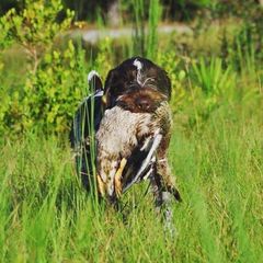 German Wirehaired Pointer Puppies from RipTide Kennels