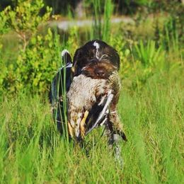 German Wirehaired Pointer Puppies from RipTide Kennels
