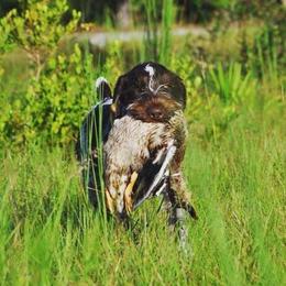 German Wirehaired Pointer Puppies from RipTide Kennels