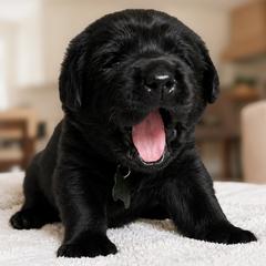 Bradley - Black male Labrador Retriever puppy in Charlotte, North Carolina from Patton Premier Labradors