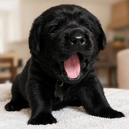 Bradley - Black male Labrador Retriever puppy in Charlotte, North Carolina from Patton Premier Labradors