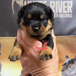 6th pick female - Black and mahogany female Rottweiler puppy in Lyons, Indiana from White River Rottweilers