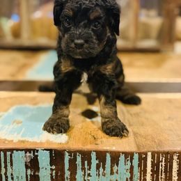 Cockapoo Puppies from Disney Doodles