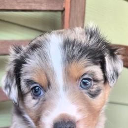 Brinkley - Blue merle female Australian Shepherd puppy in Bastrop, Texas from Triple J Aussie Ranch
