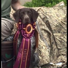 Delta - German Shorthaired Pointer