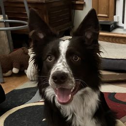 Forest - Border Collie