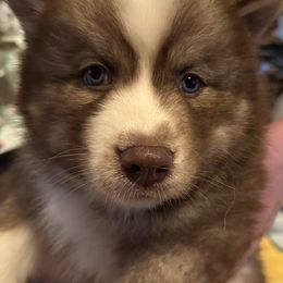 Luke - Brown and white male Siberian Husky puppy in Sudbury, Massachusetts from Toe Bean Huskies