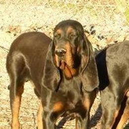 Black and Tan Coonhounds and French Bulldogs from Kalan Kennel