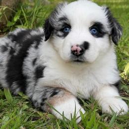 Bandit - Blue merle male Australian Shepherd puppy in Irmo, South Carolina from Australian Shepherds of Triple S Farms