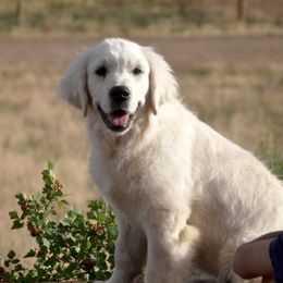 Bernese Mountain Dogs, Golden Mountain Dogs, and Golden Retrievers from Grateful Bernese & Gage's Goldens