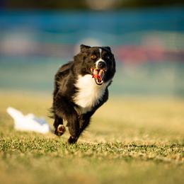 Mackinaw - Miniature American Shepherd