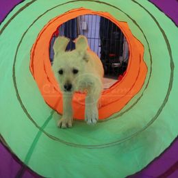 Goldendoodle, Labradoodle, and Poodle Puppies from CNR Farms