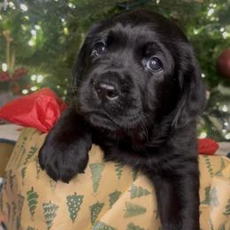 Snoopy - Black male Labrador Retriever puppy in Cleveland, Ohio from Brookside Labrador Retrievers