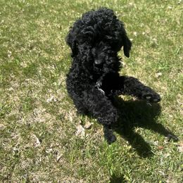 Mint Girl - Bernedoodle puppy in Wexford County, Michigan from Blissful Bernedoodles