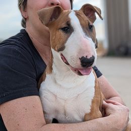 Bull Terrier Puppies from Old England Bull Terriers