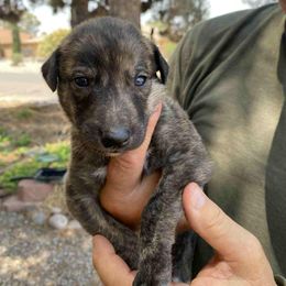 Greyhound Puppies from Trapple's Custom K-9's