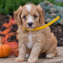 Charlie - Red male Cavapoo puppy in Gap, Pennsylvania from Country View Puppies ( License 18816)