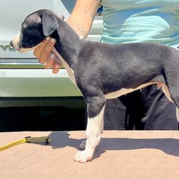 Baldur - White and black male Whippet puppy in Redmond, Oregon from Chappelle Whippets