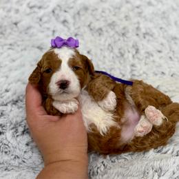 Mozzarella - Red  female Goldendoodle puppy in Miami, Florida from Jade’s Paws & Co. Of Miami LLC