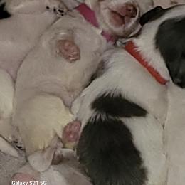 Dachshund Puppies from Weenies on the Lake