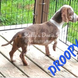 Droopy - Dachshund