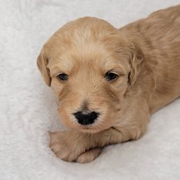 Goldendoodle Puppies from Lake Village Doodles