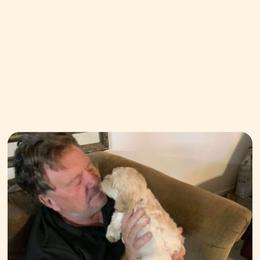 Cavapoo All Grown Up from Carolina Canines