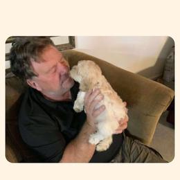 Cavapoo All Grown Up from Carolina Canines