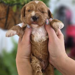 Stella - Apricot female Goldendoodle puppy in Decatur, Tennessee from Diamond's Doodles