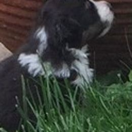 Shetland Sheepdogs from Xanadu Shelties