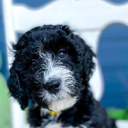 Bernedoodle, Goldendoodle, and Poodle Puppies from Penny and The Pups