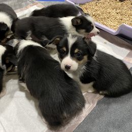 Boy 2-dark blue collar - Black and tan male Pembroke Welsh Corgi puppy in New Richmond, Wisconsin from 10 Mile Creek Farms