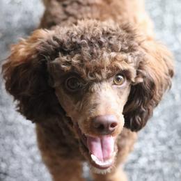 Chaco - Poodle