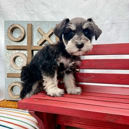 Oki - Black and silver male Miniature Schnauzer puppy in Huntington, Utah from Schnauzers on Robinson Lane