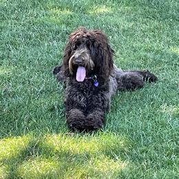 Aspen - Australian Labradoodle