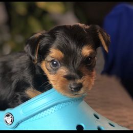 Yorkshire Terrier Puppies from YorkiStars