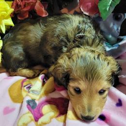 Dachshund Puppies from CLARK'S BREEDING PROGRAM