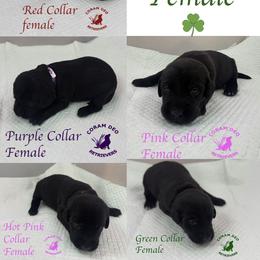 First Pick Female - Black female Labrador Retriever puppy in Greater Houston Area, Texas from Coram Deo Retrievers