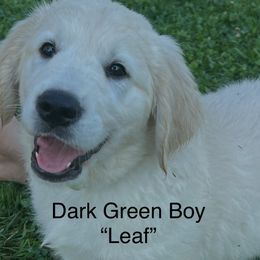 Boy 3 - male Golden Retriever puppy in Liberty, Kentucky from Janean Stark
