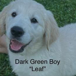Boy 3 - male Golden Retriever puppy in Liberty, Kentucky from Janean Stark