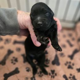 Gracia - Black female Havapoo puppy in Siloam Springs, Arkansas from Kingdom Bound By Design