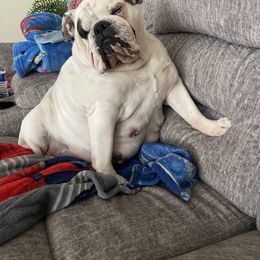 Coca - Bulldog