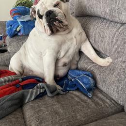 Coca - Bulldog