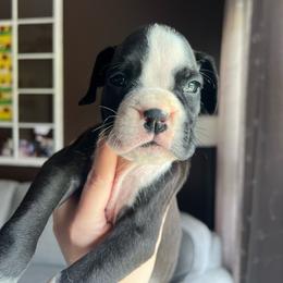 Storm - Brindle female Boxer puppy in Henderson, Tennessee from Vom Broadvalley