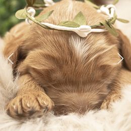 Goldendoodle Puppies from Best Doodles