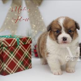 Cobalt (Male 2) Fluffy - Sable male Pembroke Welsh Corgi puppy in Straughn, Alabama from Magnolia Creek Corgis