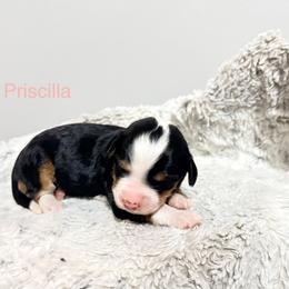 Light Pink-Priscilla - Tri-color female Bernedoodle puppy in Temperance, Michigan from Michigans Bernedoodle’s